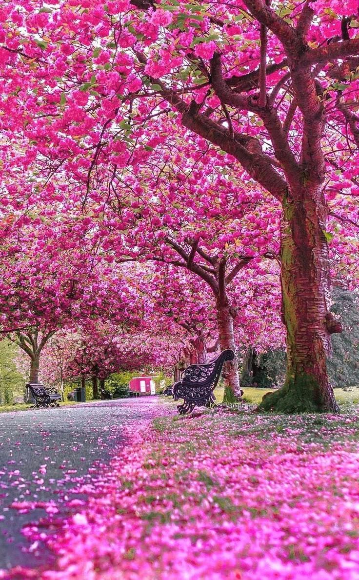 Enchanted Garden's Secret Symphony